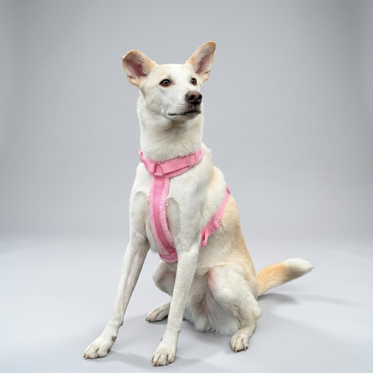 Hundegeschirr-Set Teddy Rosa-1